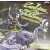 ZOMBINA & THE SKELETONES "Charnel House Rock" LP